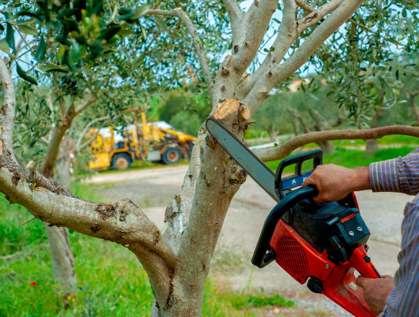 Best Professional Tree Care  in USA